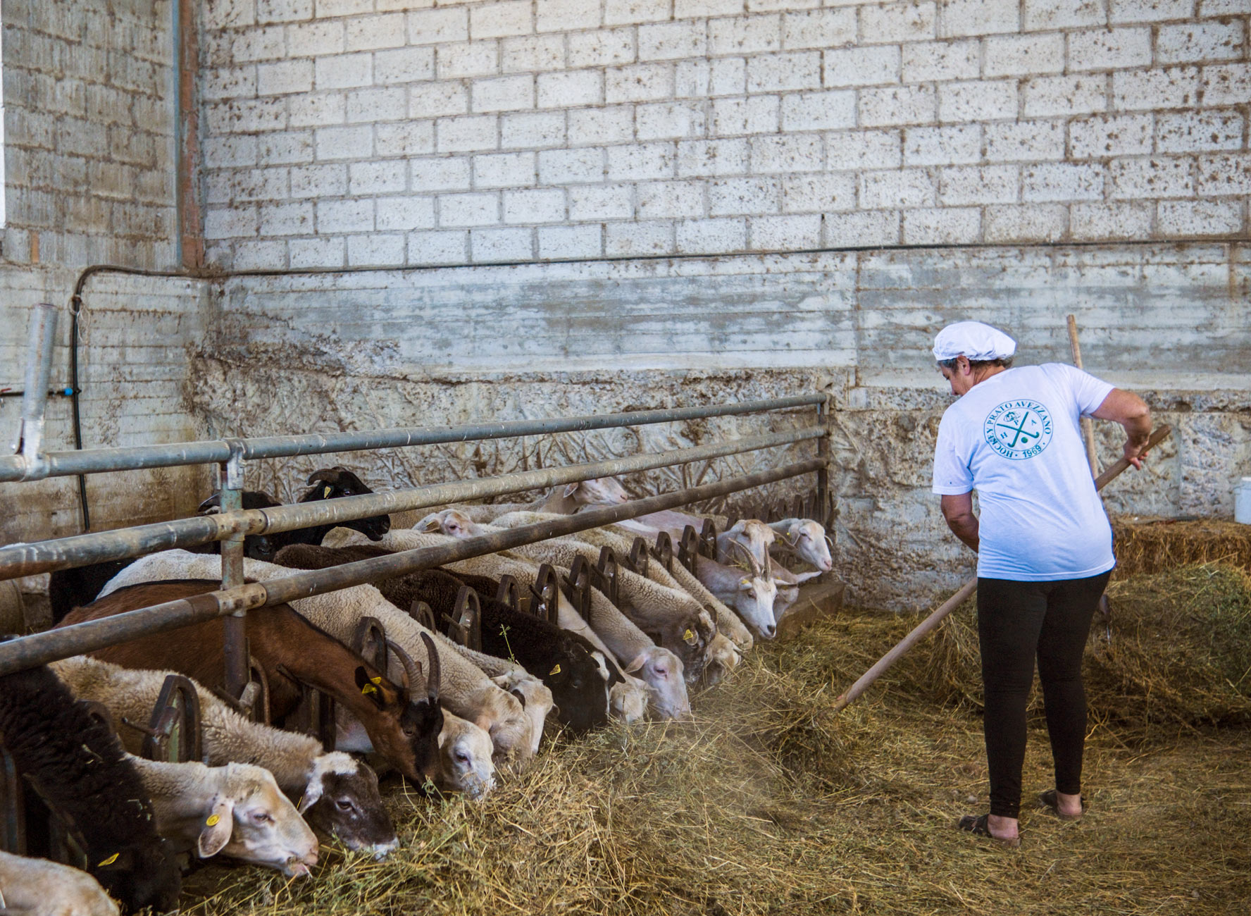 allevamento pecore abruzzo