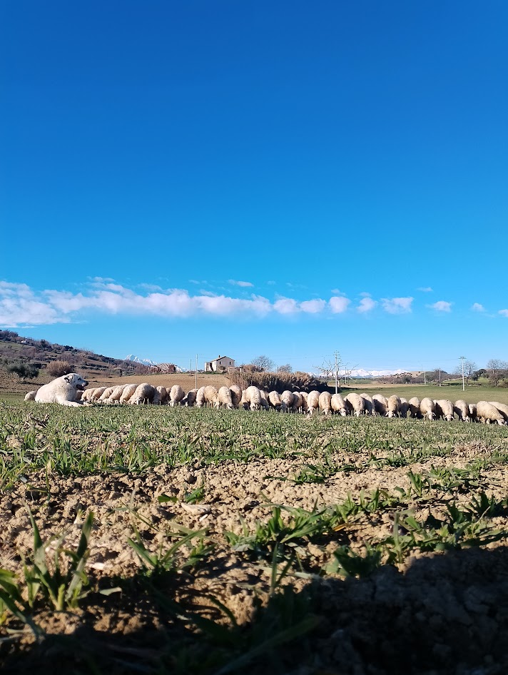 allevamento pecore abruzzo